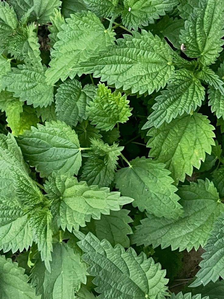 BIO herbata ziołowa Pokrzywa